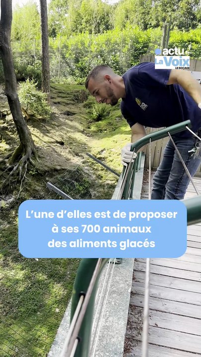 Distribution de glaces insolites au zoo de Jurques