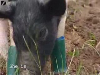 Pig Wears Boots