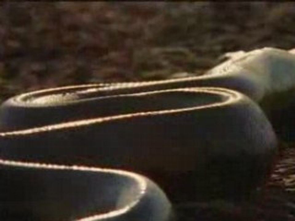 NATIONAL GEOGRAPHIC Anacondas Les Geants Du Venezuela.3