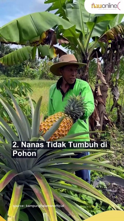 Fakta Tersembunyi Buah Nanas