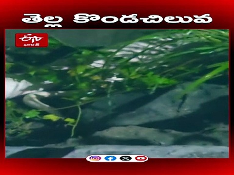 తీస్తా నది ఒడ్డున అత్యంత అరుదైన తెల్లటి కొండచిలువ ప్రత్యక్షం- అసలు ఇలా ఎందుకుందో తెలుసా?