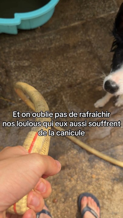 🐕🏻
