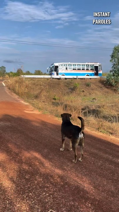 Ces chiens attendent l’arrivée du bus scolaire puis accueillent cette fille qui rentre de l’école