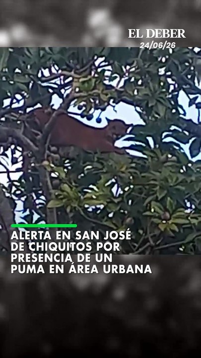 Alerta en San José de Chiquitos por presencia de un puma en área urbana