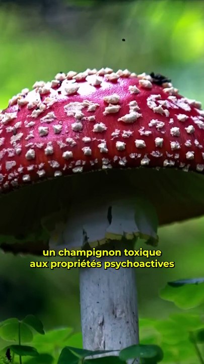 L'enfer des dr*gues de combat ! 🥵