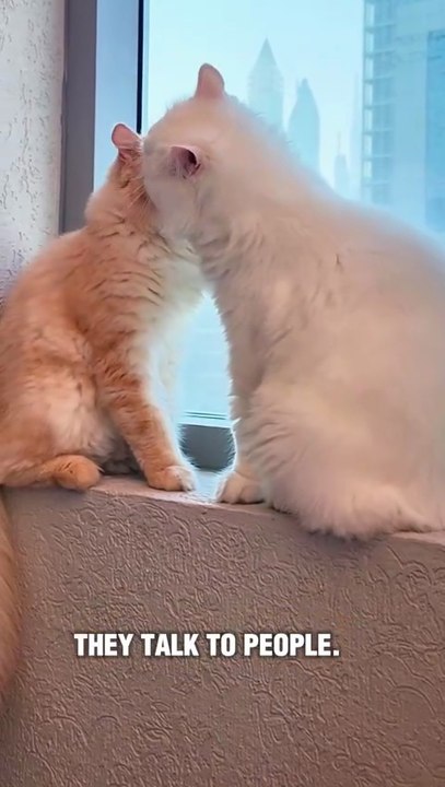 "Cat Facts in 15 sec"