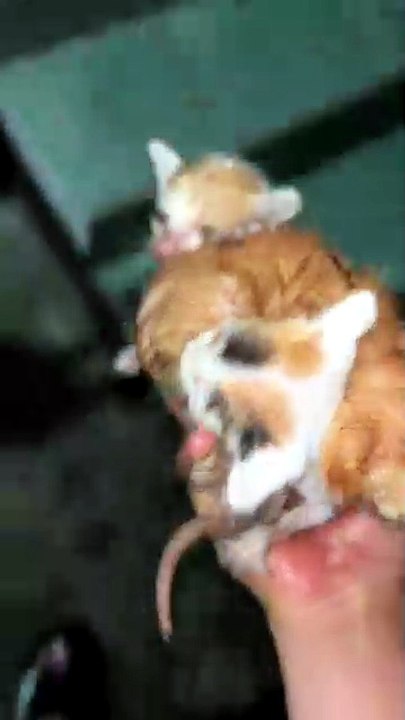 Sauvetage de chaton