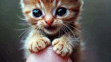 Cute small animals
