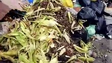Acúmulo de lixo preocupa moradores do Alto das Pombas durante paralisação dos garis em Salvador; vídeo mostra situação