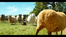 The Sheep Detectives (2026)