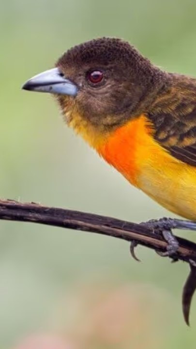 Colombia, el país con más diversidad de aves