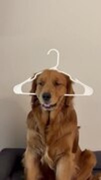 Golden Retriever Puppy Sits Calmly With Hanger Stuck on Head