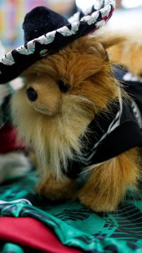 Las playeras del Mundial causan furor en mascotas