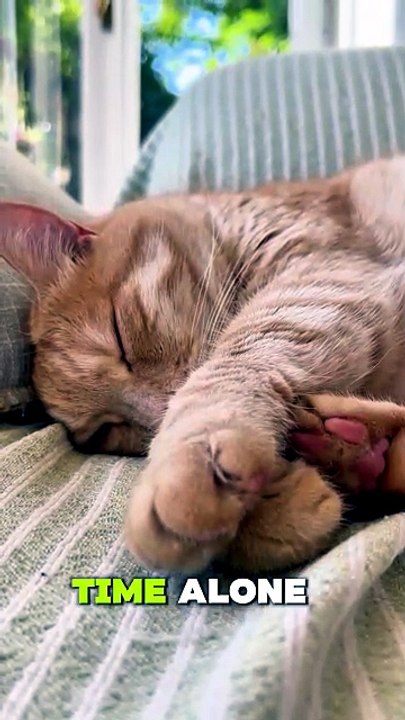 5 Signs Your Cat May Be Saying Goodbye 😿