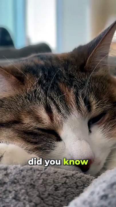 Why Does Your Cat Sleep All Day?