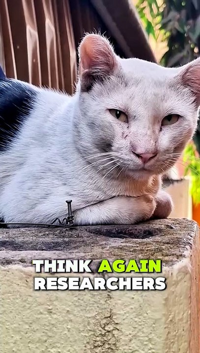 Your Cat Knows Its Name... But Ignores You 😲