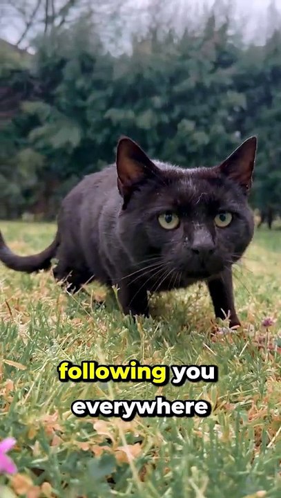 Why Your Cat Follows You Everywhere😲