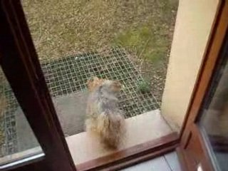 Filou sort tout seul