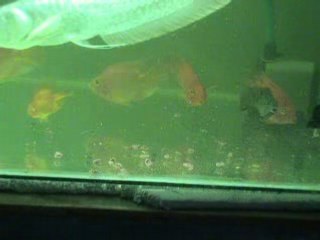 SILVER arowana