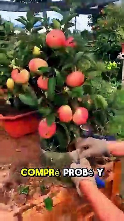 ⚠️ Gasté meses en fertilizantes sin saber cuál era el verdadero problema 😱🌱🍋🥭