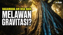 Mengapa Air Bisa Naik Melawan Gravitasi Sampai ke Ujung Daun Pohon?