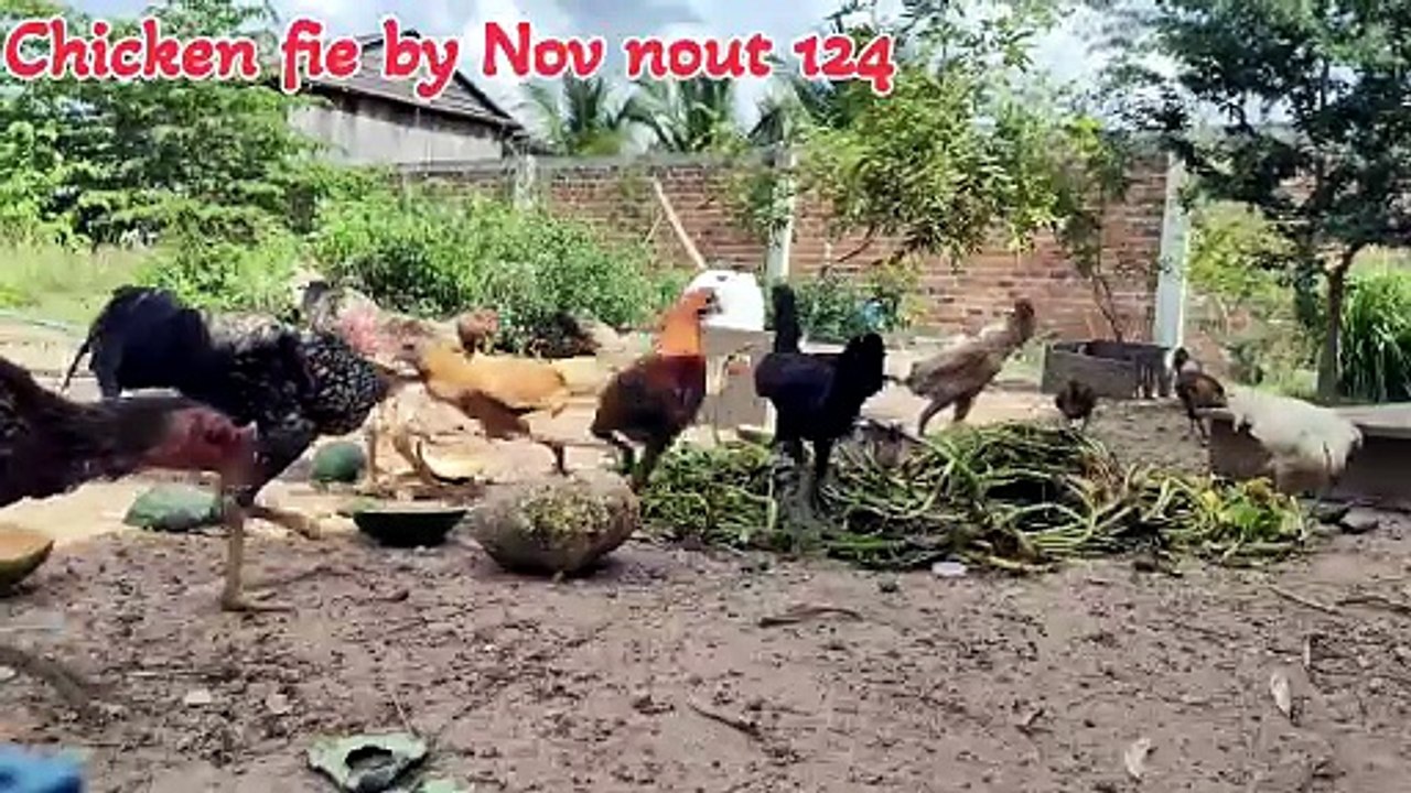 Many flocks of chickens are eating natural food.Chicken fie by Nov nout 124