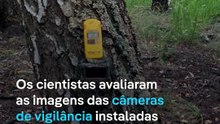 Guerra na Ucrânia muda comportamento da fauna em Tchernóbil
