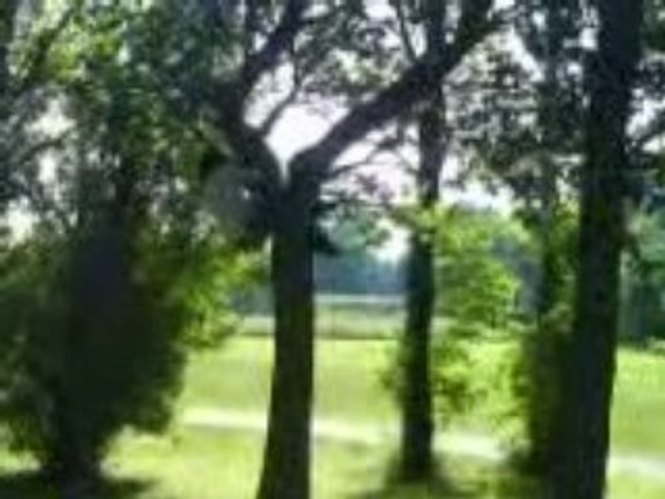 Michael dans l'arbre ...