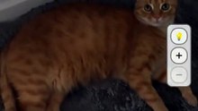 CatchCat: cómo funciona el nuevo juego inspirado en Pokémon GO