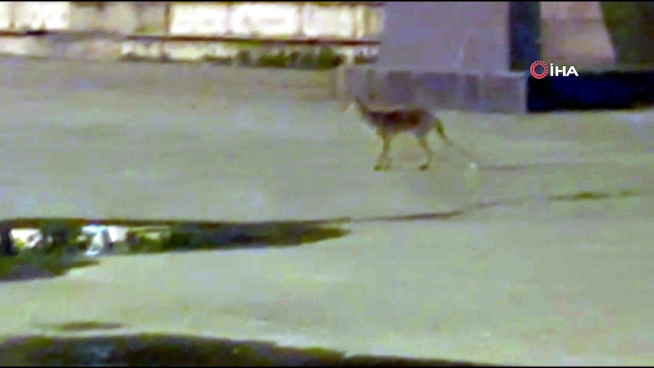 Gece şehre inen tilki kameraya böyle yansıdı