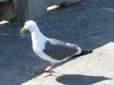 Seagull mouette san fransisco