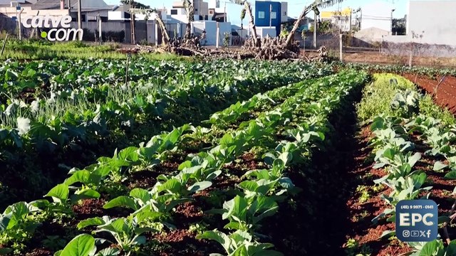 Geadas aumentam risco de perdas em hortas e lavouras de hortaliças