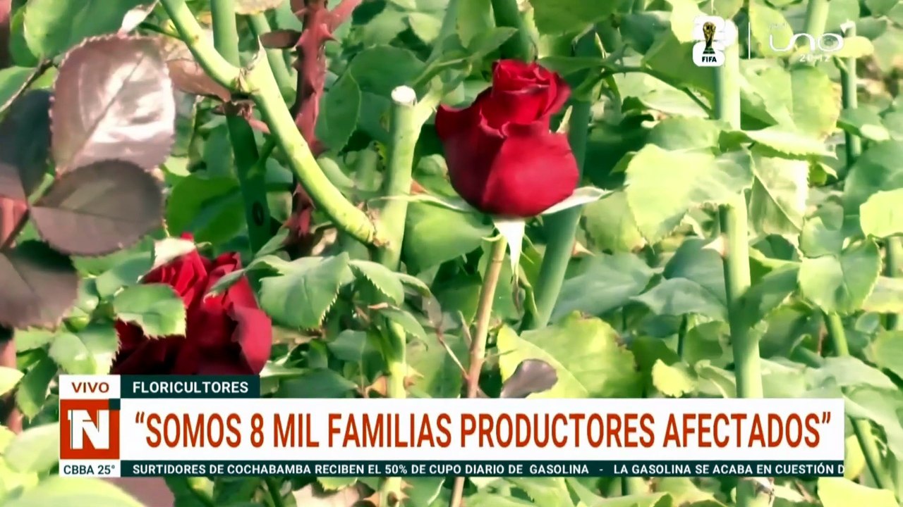 flores cbba
