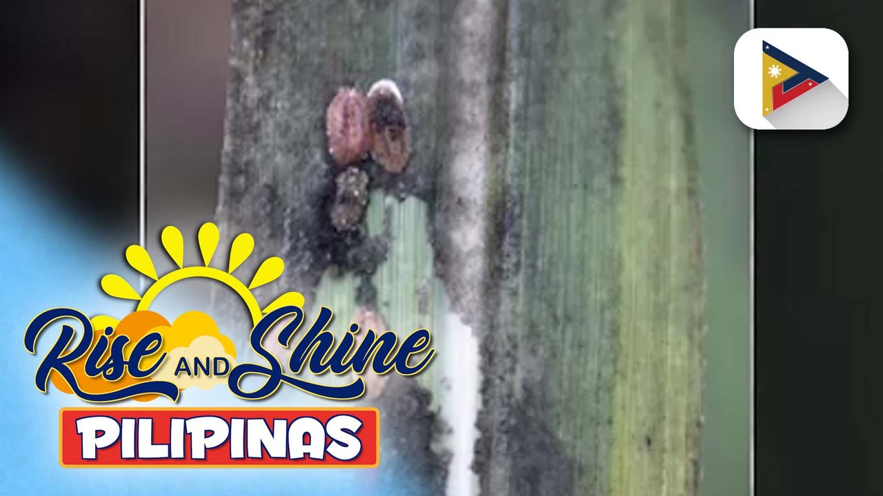 Negros Occidental Provincial Gov't, pinaigting na ang mga hakbang para puksain ang ‘red-striped soft scale insects’ sa mga taniman ng tubo