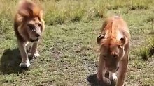 Funny Safari Encounter Playful Male Lion Bites Lioness Tail And Instantly Regrets It