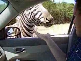 Wildlife Ranch, San Antonio, TX