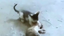 Cat Versus Mouse
