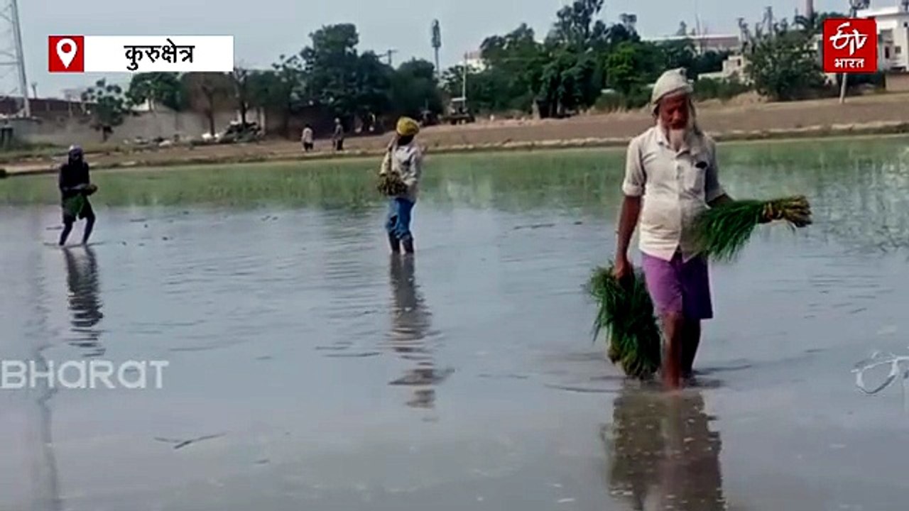 धान की रोपाई के बाद 40 दिनों का 'गोल्डन पीरियड'​, एक्सपर्ट से जानें खाद प्रबंधन का तरीका, होगी बंपर पैदावार