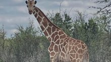 Reward offered for missing giraffe on the loose