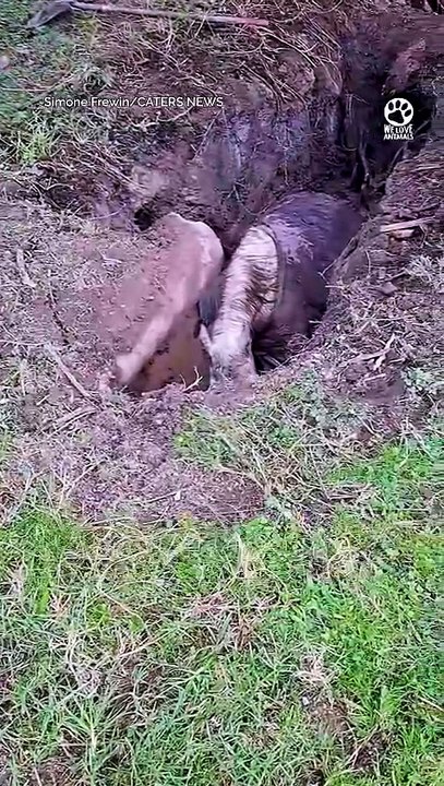 His Calm May Have Saved His Life 🙏🐴 #rescue #animals #heartwarming #horse