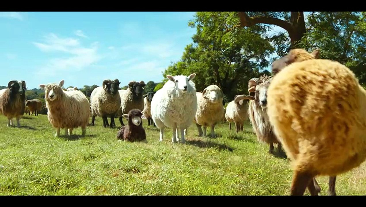 Les Moutons Détectives