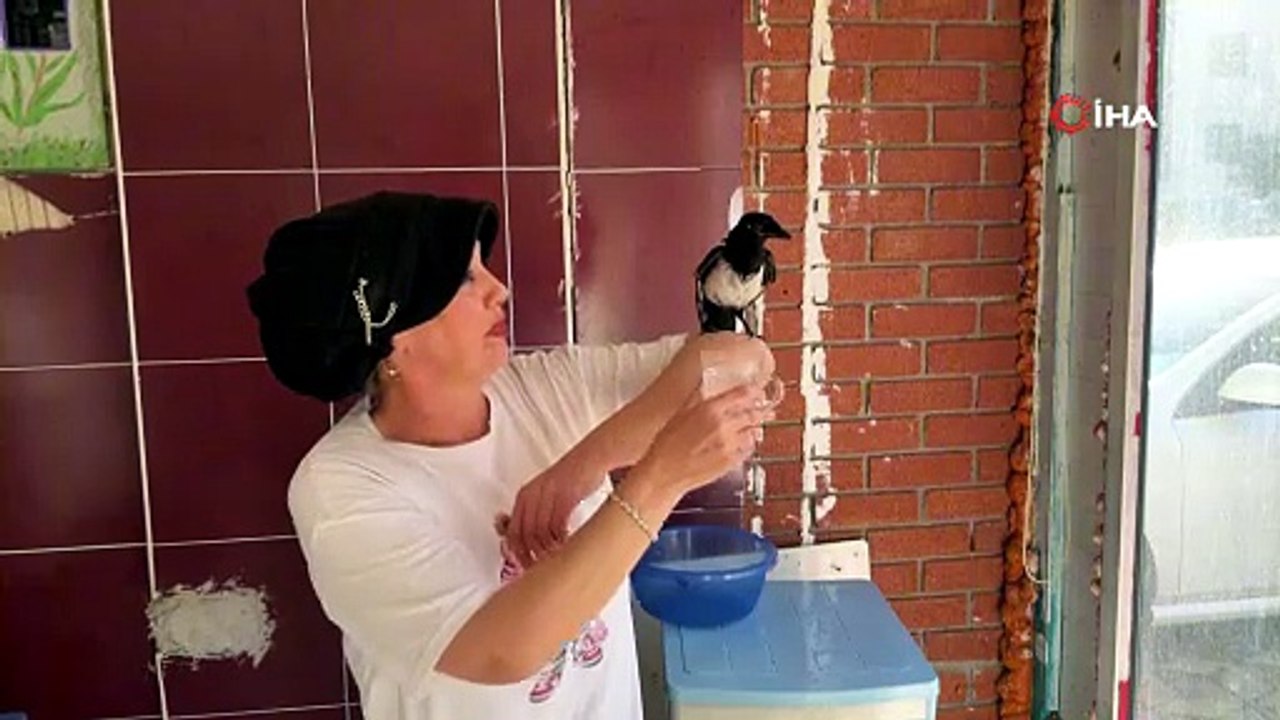 Yaralı bulduğu yavru saksağan kahvaltı arkadaşı oldu