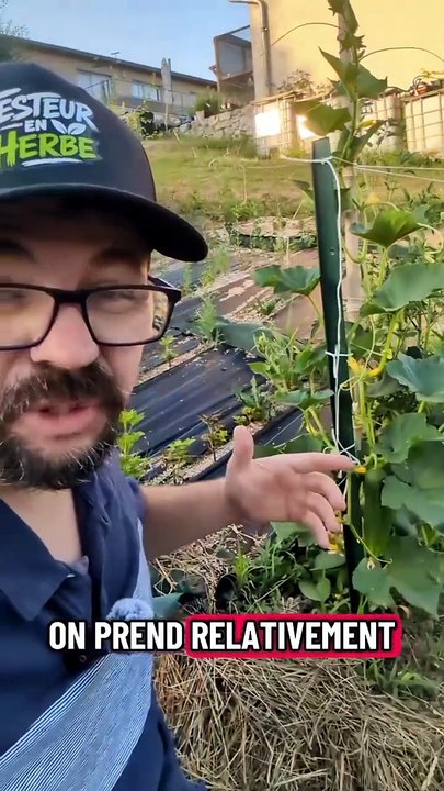 Production pendant la canicule #potager #jardinage #culture #concombre