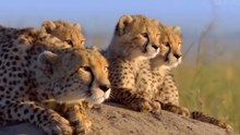 Sita: O Sacrifício de uma Mãe na Savana 🐆💔