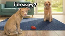 Golden Retriever Meets "Dangerous" Rescue Puppy