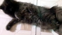 my cute cat nimi😼❤️04#cutecat #cat #catlife #funnycats