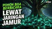 Jaringan Jamur Misterius: Cara Pohon Hutan Bicara Satu Sama Lain