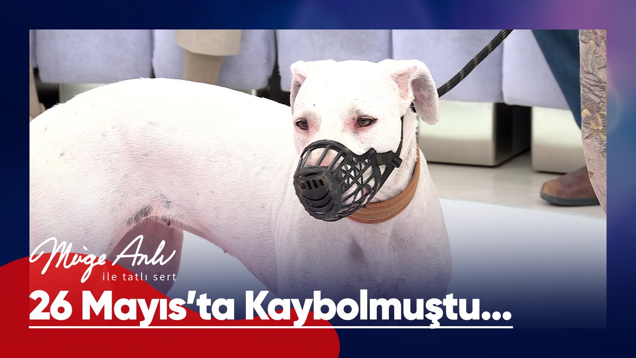 Doğa ve Sıdıka'nın can dostu Zeyna bulundu! - Müge Anlı ile Tatlı Sert 25 Haziran 2026