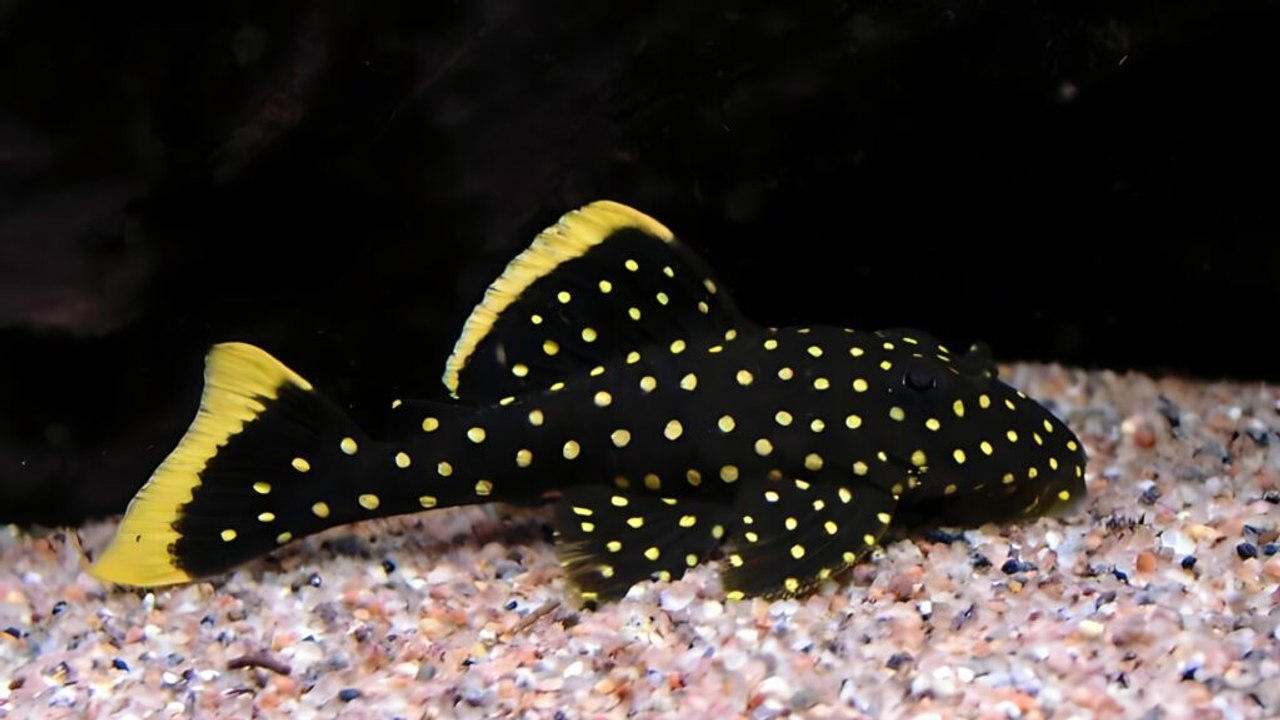 11 Opulent Fish That Might Empty Your Wallet