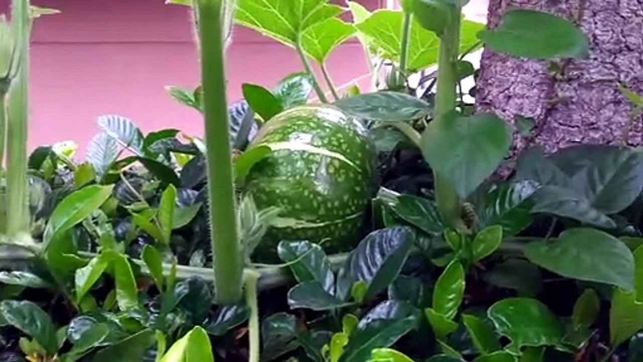 カボチャ